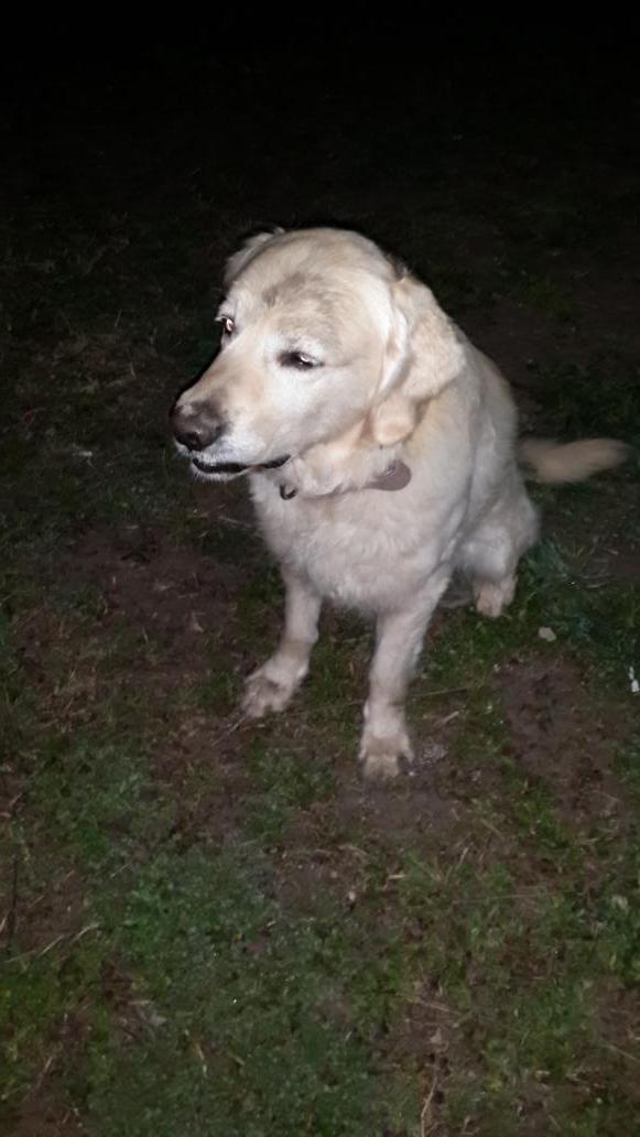 Bunun golden olduguna inanir misiniz?