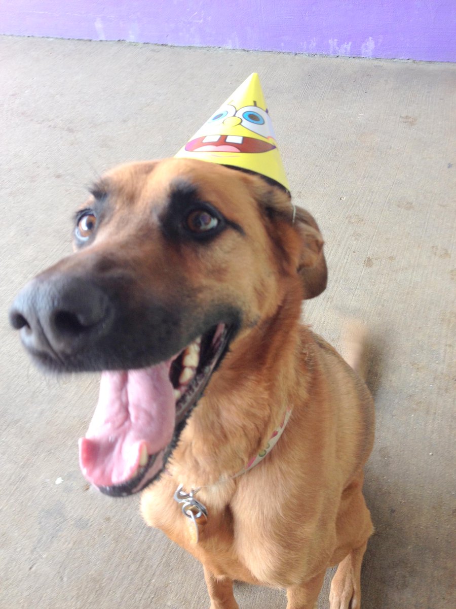CentralBarkMV's tweet photo. #HappyBirthday to India #happygirl #dogslife http://t.co/Sdn1U8P25r