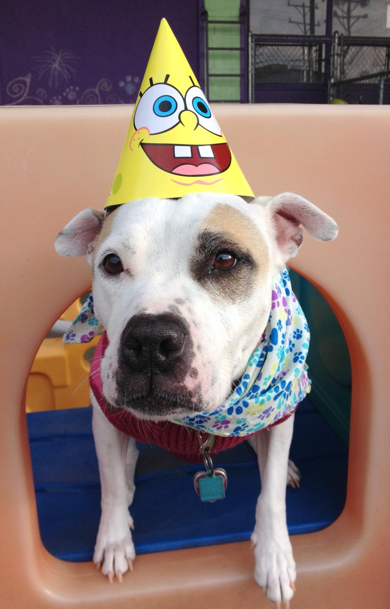 CentralBarkMV's tweet photo. #HappyBirthday to Rosie #dogslife #PitbullLove http://t.co/2kUXCuGUCi