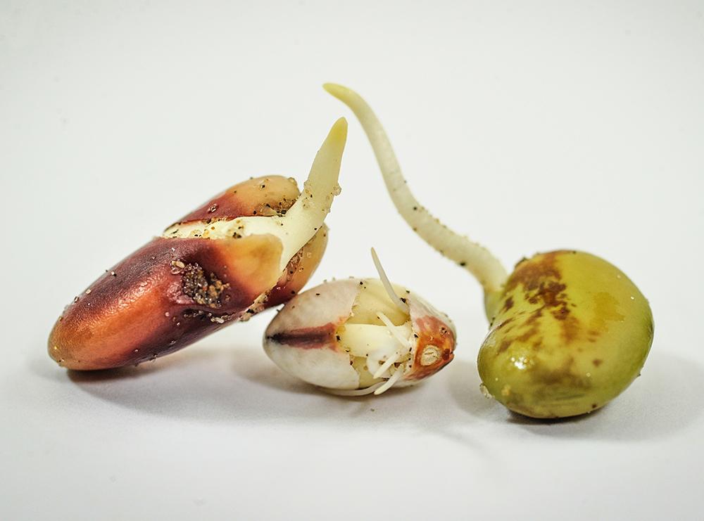 Seed will be a'sprouting! #HappyPlanting Ya'll! Spring is in the air!
#RareSeedsRock