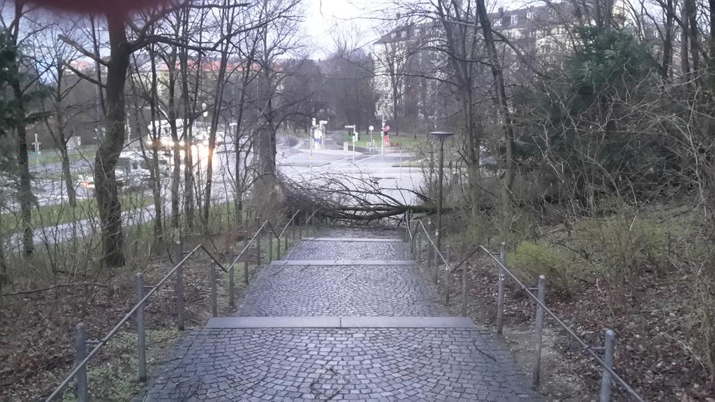 ReactiveRobin's tweet image. Morgen früh zum Bus sprinten wird ein Hürdenlauf... #Niklas hat taktisch clever einen Baum positioniert.