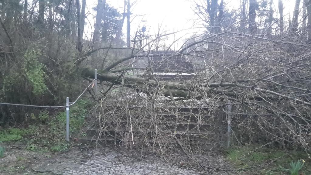 ReactiveRobin's tweet image. Morgen früh zum Bus sprinten wird ein Hürdenlauf... #Niklas hat taktisch clever einen Baum positioniert.