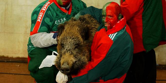 lequipe's tweet photo. Césarine, la laie mascotte de Sedan est décédée http://t.co/GNHZixqbpG http://t.co/5WQvxiYIGe