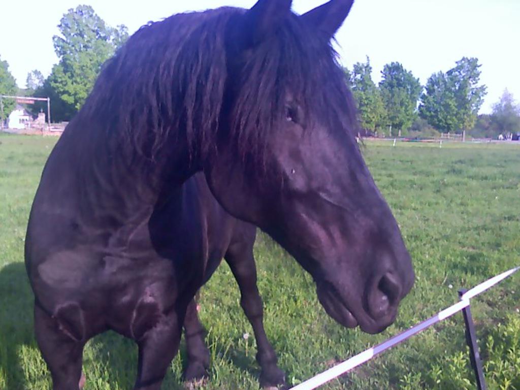 Onlyfothepack's tweet photo. @victoriadg2001 here he using and I love that pic so much thank you! http://t.co/TYL33menwr
