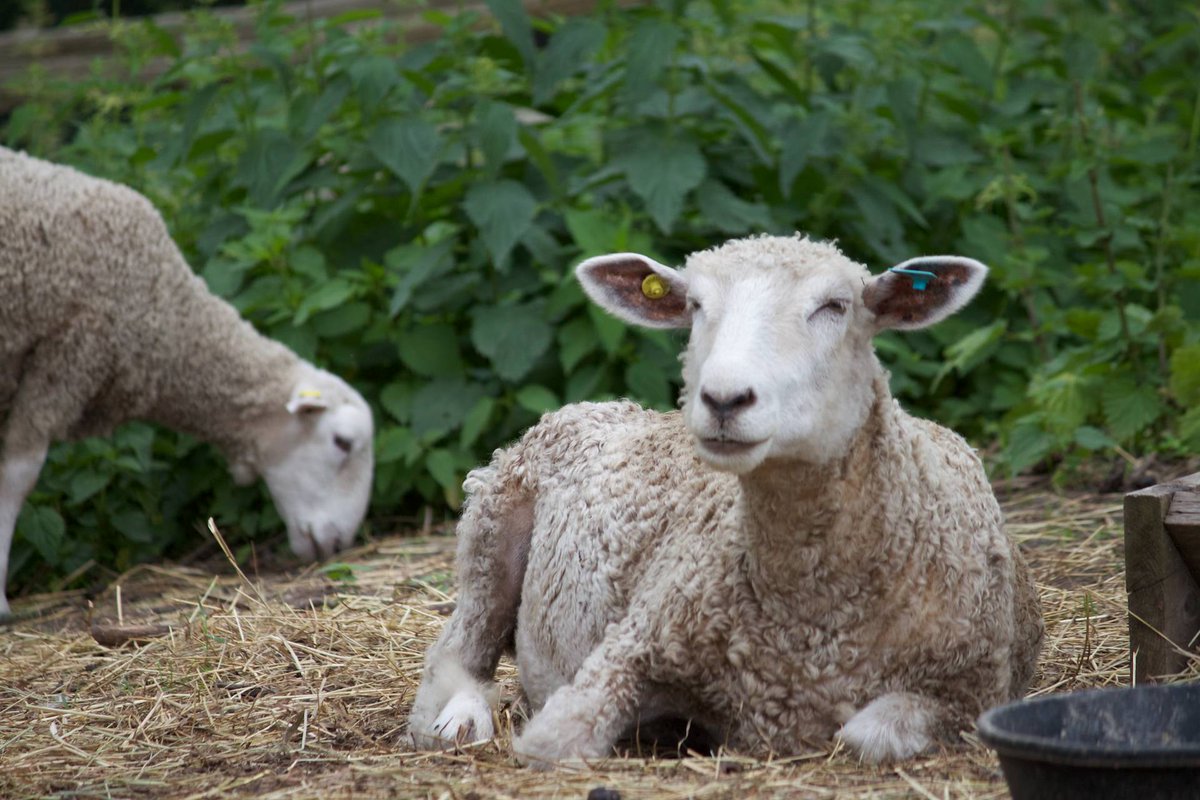 torontodotcom's tweet image. Spring means baby animals! Here's where to find in the GTA: bit.ly/1EZjlCX