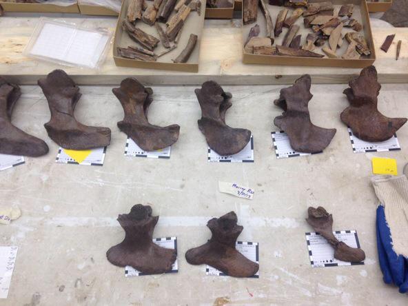 Laying out the cleaned chevrons for Murray rex.