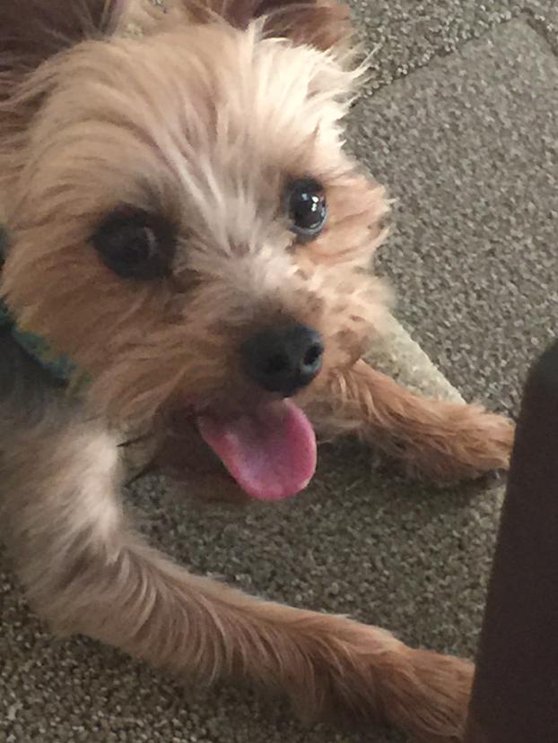 RyderEG's tweet photo. Just had a good workout w my friend Gracie. Time for some rest. #exercisedog http://t.co/0LtIfUVnM9