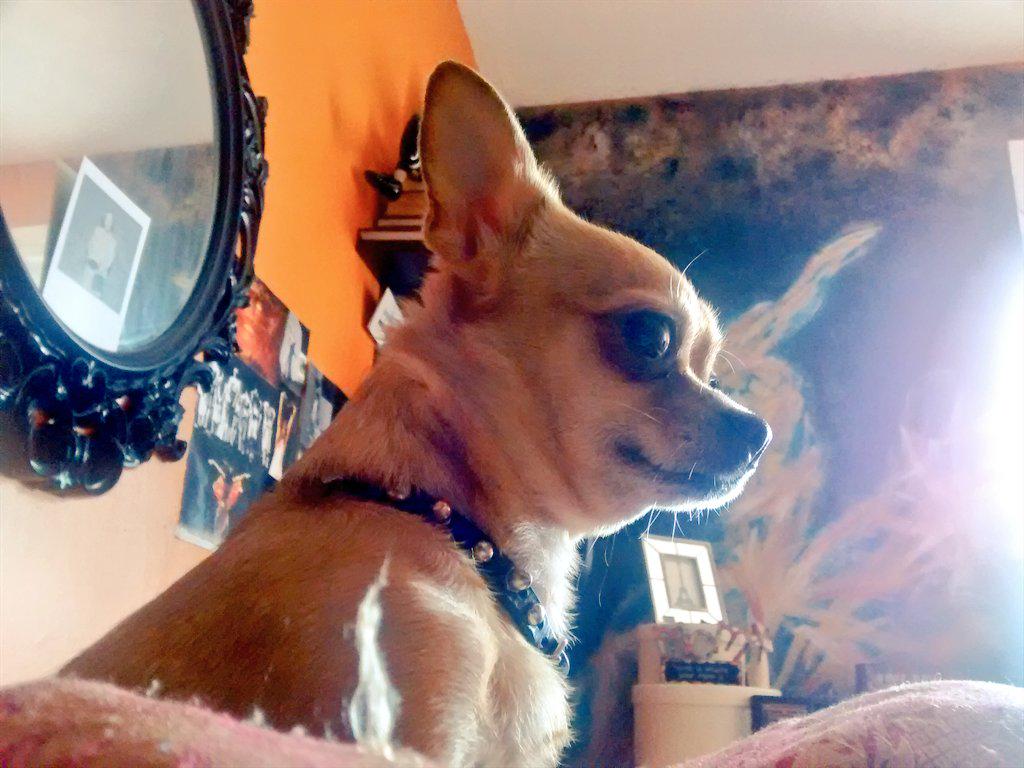 TheGoldenCutie's tweet photo. I love waking up my human friend! *lick lick* *run all over her* 'wake up!!!!' Hehehe #GoodMorning #lovemedammit http://t.co/BY3N5n6lZn
