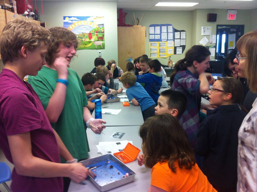 ShawnGrassroots's tweet photo. Pig Eye Dissections! Gr 8's learning and teaching our elementary students! #sciencerules #gpcsd @StMarysSexsmith http://t.co/GcpkthlMkl