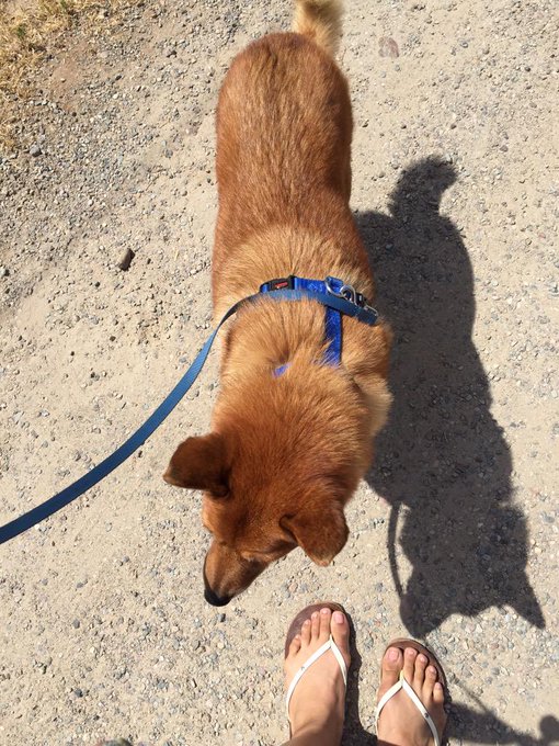 Walkies before heading out. http://t.co/W3x4IZZMVD<a href="/tag/mvsales"class="tags"><span>#mvsales</span></a>