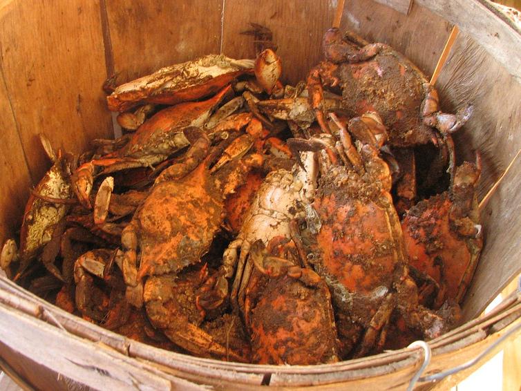 maryland blue crab season maryland blue crab season