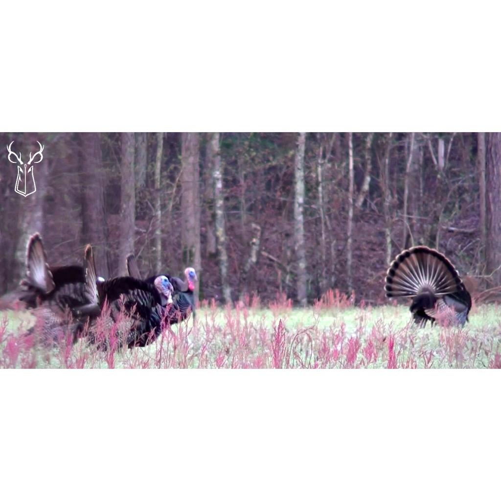 OpenOutdoors_'s tweet photo. Alpha Male

We are counting down the hours until opening day. 

@RTGCalls  #WhatsYourSeason #Turkey #Hunting #NWTF http://t.co/toXMhTXlP0