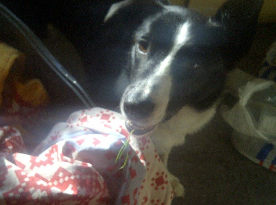 JasperRuler's tweet photo. This is my uncle Sam. I jump on him whilst he is asleep, now he brings me grass gifts to appease me. #slave #peasants http://t.co/ZXIt1MFTls