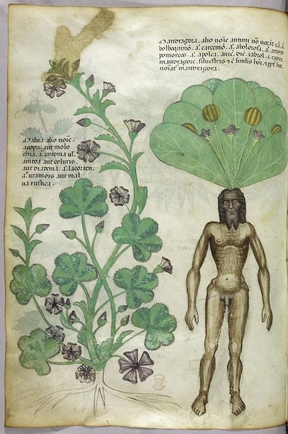 PublicDomainRev's tweet image. Tractatus de Herbis, a 15th-century guide to medicinal plants: buff.ly/1CIuFGi
