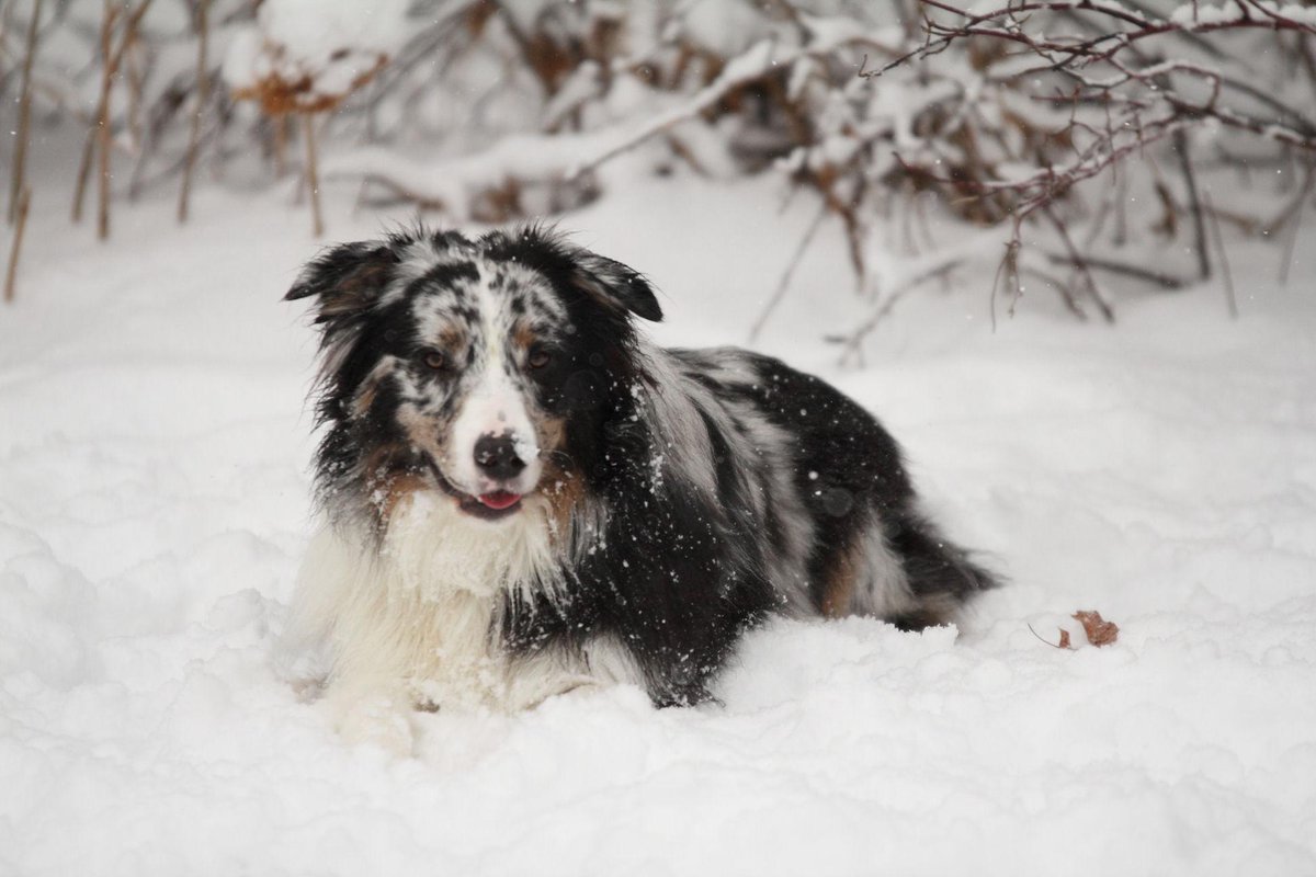 #AKCAUSTRALIANSHEPHERD