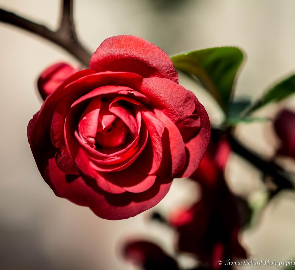 t_pollard's tweet photo. Flower-Macro http://t.co/DI3XroHlih