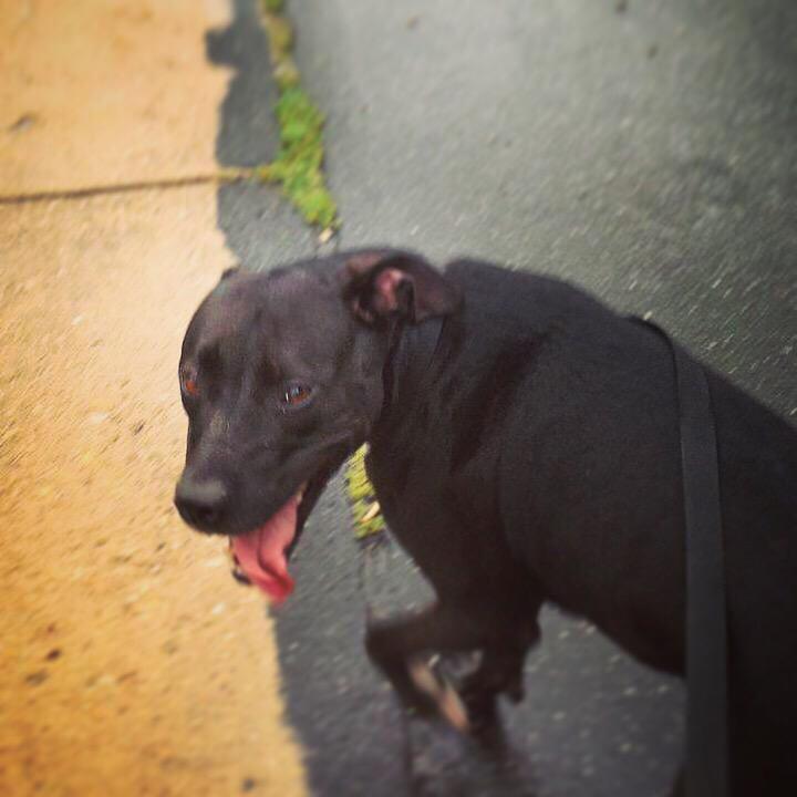 Marlee_The_Pit's tweet photo. ‼️LAST DAY‼️🐶🐶 Help Marlee get the surgery she needs! 🐕🐕🐾 https://t.co/eNdfKoRBHn #HelpMarleeRunAgain #rescuedogs http://t.co/UmkJwlMyBK