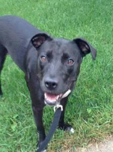 Marlee_The_Pit's tweet photo. ‼️LAST DAY‼️🐶🐶 Help Marlee get the surgery she needs! 🐕🐕🐾 https://t.co/eNdfKoRBHn #HelpMarleeRunAgain #rescuedogs http://t.co/UmkJwlMyBK