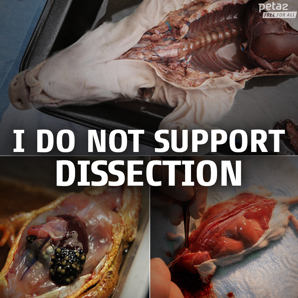PETAShares's tweet photo. RT if you know dead animals do NOT belong in a classroom! #BanDissection http://t.co/hFJ7TvuBdc