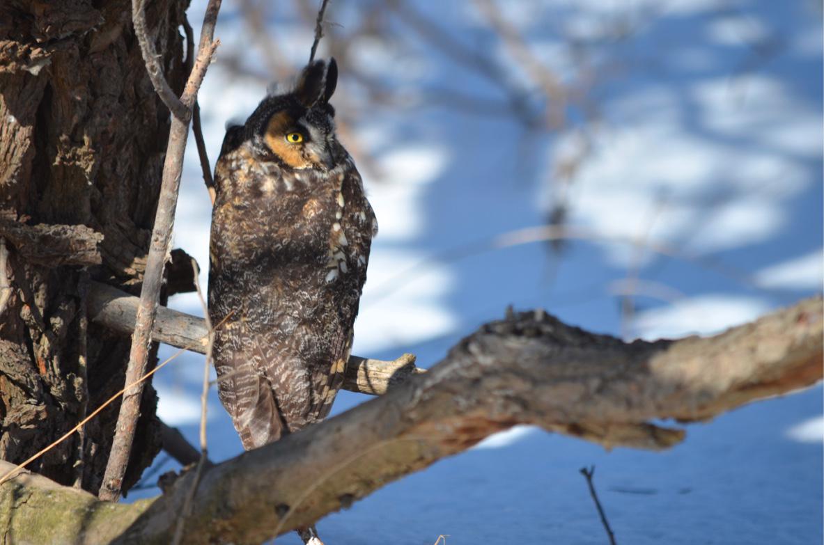 a long-eared owl laying low. #beautifulbirds