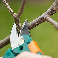 CDNGardening's tweet image. #SpringPruning: Unsure of what to clip, snip and cut back? Check out these helpful tips bit.ly/1BMRyEC