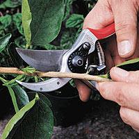 CDNGardening's tweet image. #SpringPruning: Unsure of what to clip, snip and cut back? Check out these helpful tips bit.ly/1BMRyEC