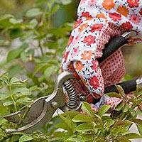 CDNGardening's tweet image. #SpringPruning: Unsure of what to clip, snip and cut back? Check out these helpful tips bit.ly/1BMRyEC