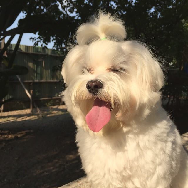 barkbox's tweet photo. "People ask me how I stay looking young. I tell them I eat sunshine for breakfast." 

via http://t.co/8ktW8V07Zg http://t.co/ch44sFvJXW