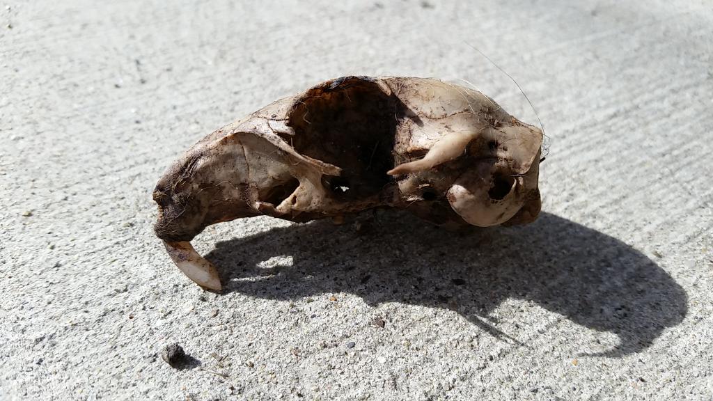 scknudson's tweet photo. Urban #winterkill #Bemidji #10thStreet #SkuirrelSkull #thingsfound #nothingisforever #NatureInTheRawIsSeldomMild http://t.co/sSadhyPPe6