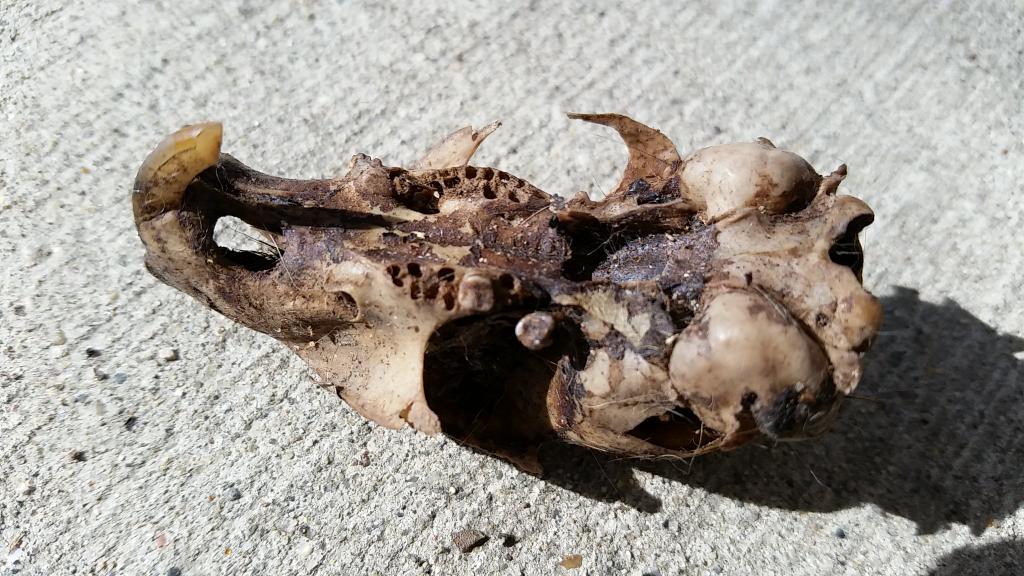 scknudson's tweet photo. Urban #winterkill #Bemidji #10thStreet #SkuirrelSkull #thingsfound #nothingisforever #NatureInTheRawIsSeldomMild http://t.co/sSadhyPPe6