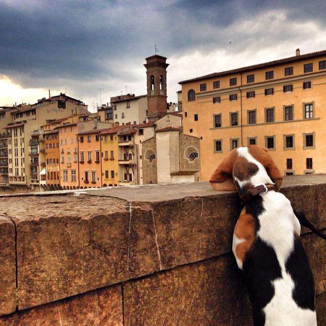 tuscanygram's tweet photo. Sono una beagle che apprezza l’arte😉🐾 #gingerinmystream #gingergram | by justilago | Look … http://t.co/rkIjQhLSr9 http://t.co/jLqm7hrRUs