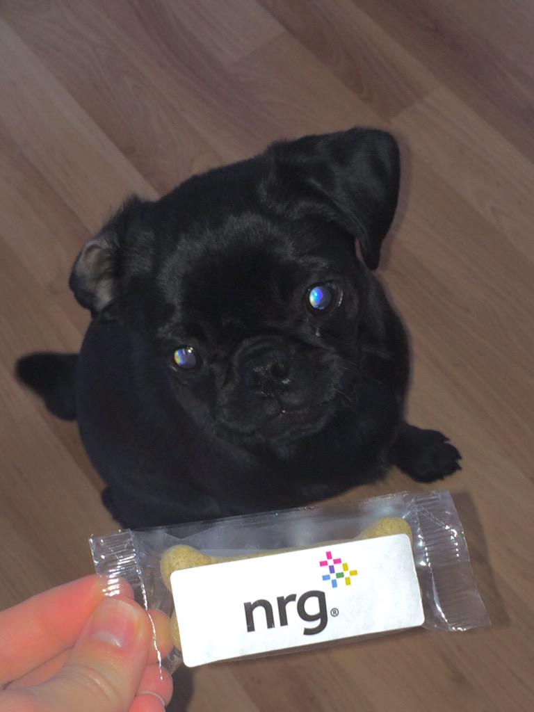 315SolarGirl's tweet photo. Newest member of the #nrghomesolar dog family http://t.co/gqJFM7jFSn