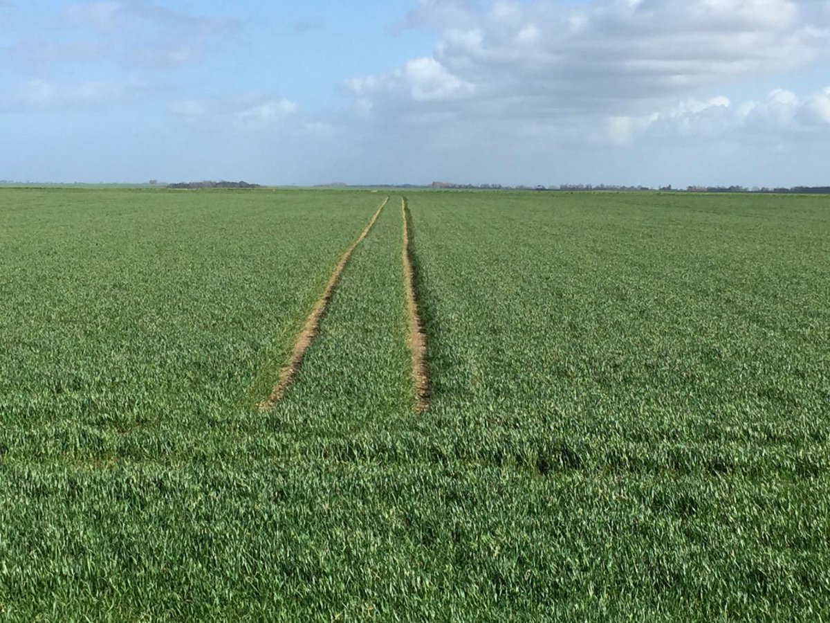 farmer_funk's tweet photo. Wheat is looking great along the Coast of Normandy. http://t.co/9h3MABYZF3