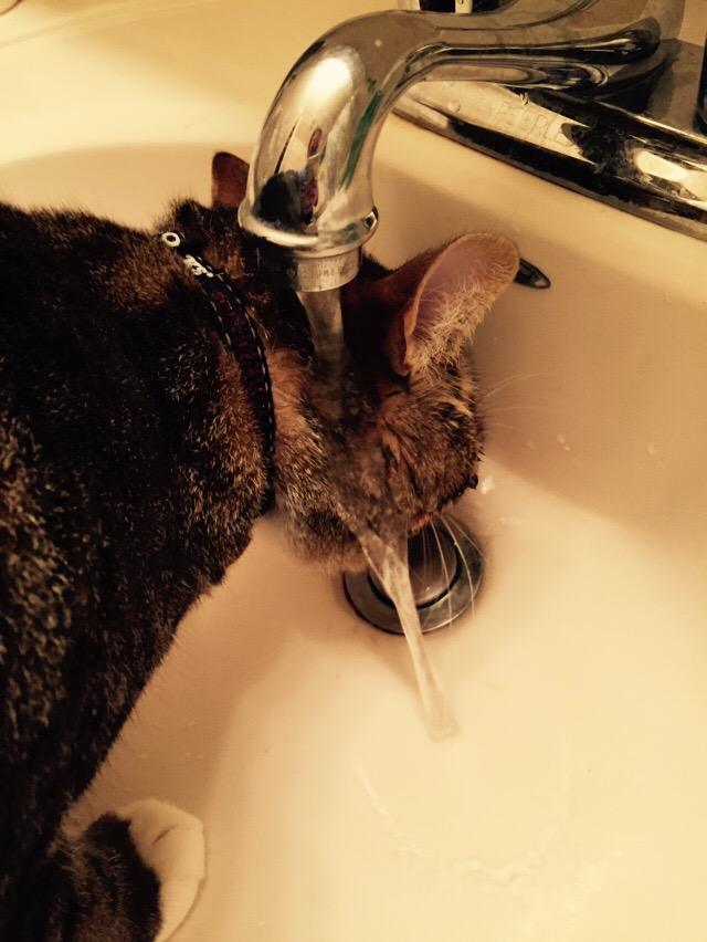 ClarkPCat's tweet image. When you're so thirsty you don't even notice the water pouring on your head... #kitty #cats #thirsty #meow