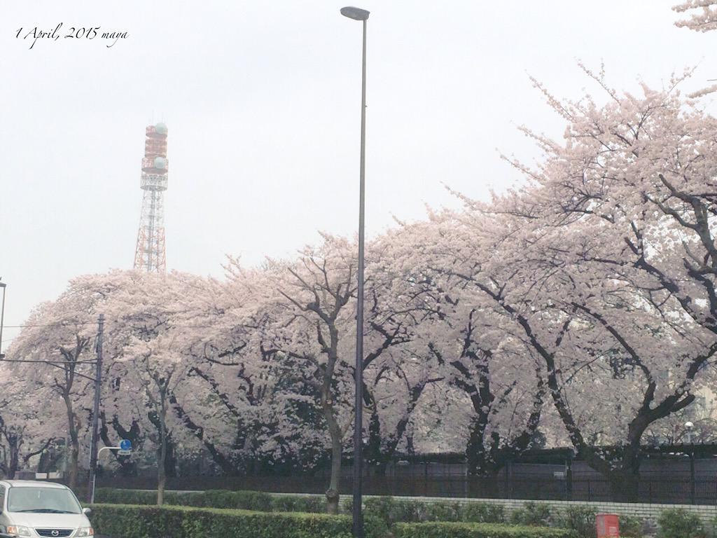 練馬駐屯地

#イマソラ
#桜