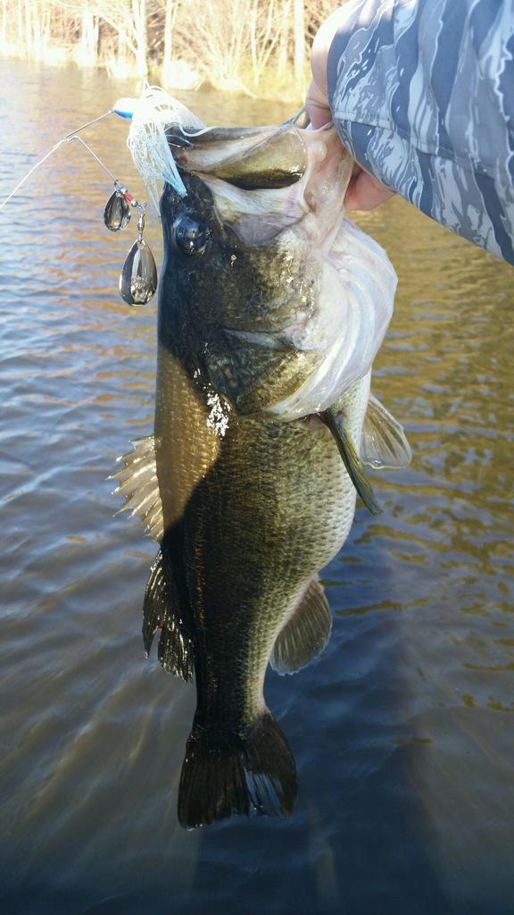 LizardLickTowin's tweet photo. -@MikeLingerfelt @boodieellis @GeraldSwindle Ill give y'all free lessons anytime
Lick life on Largemouth #ucanthang http://t.co/R3IiAhd0vF
