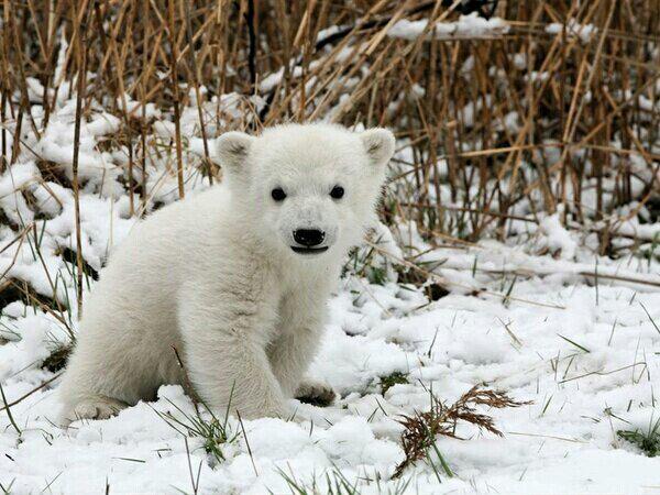 _Paisajes_'s tweet photo. Cachorro de oso polar. http://t.co/l0MD76iPaf