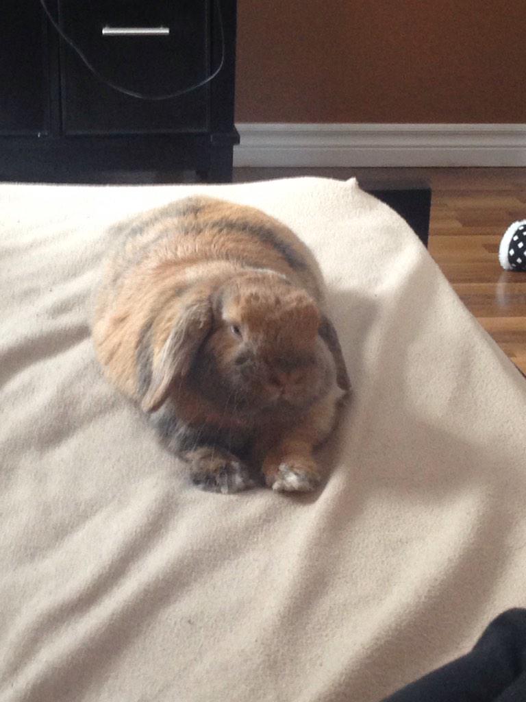 mandydem13's tweet photo. The look your rabbit gives when he's sick of your bs #fluffloaf http://t.co/i9spehBYbR