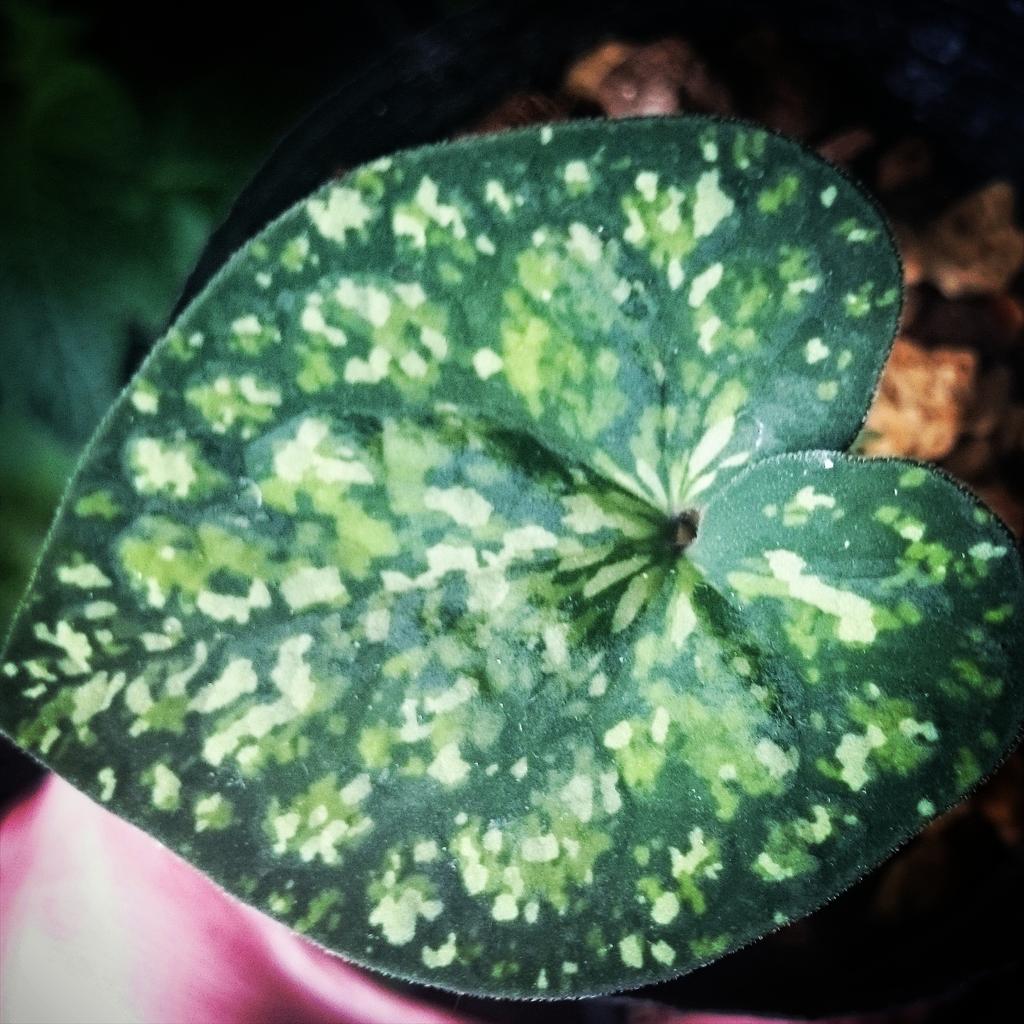 再掲】モノドラカンアオイ 美写紋、 Asarum monodoriflorum カッコ良