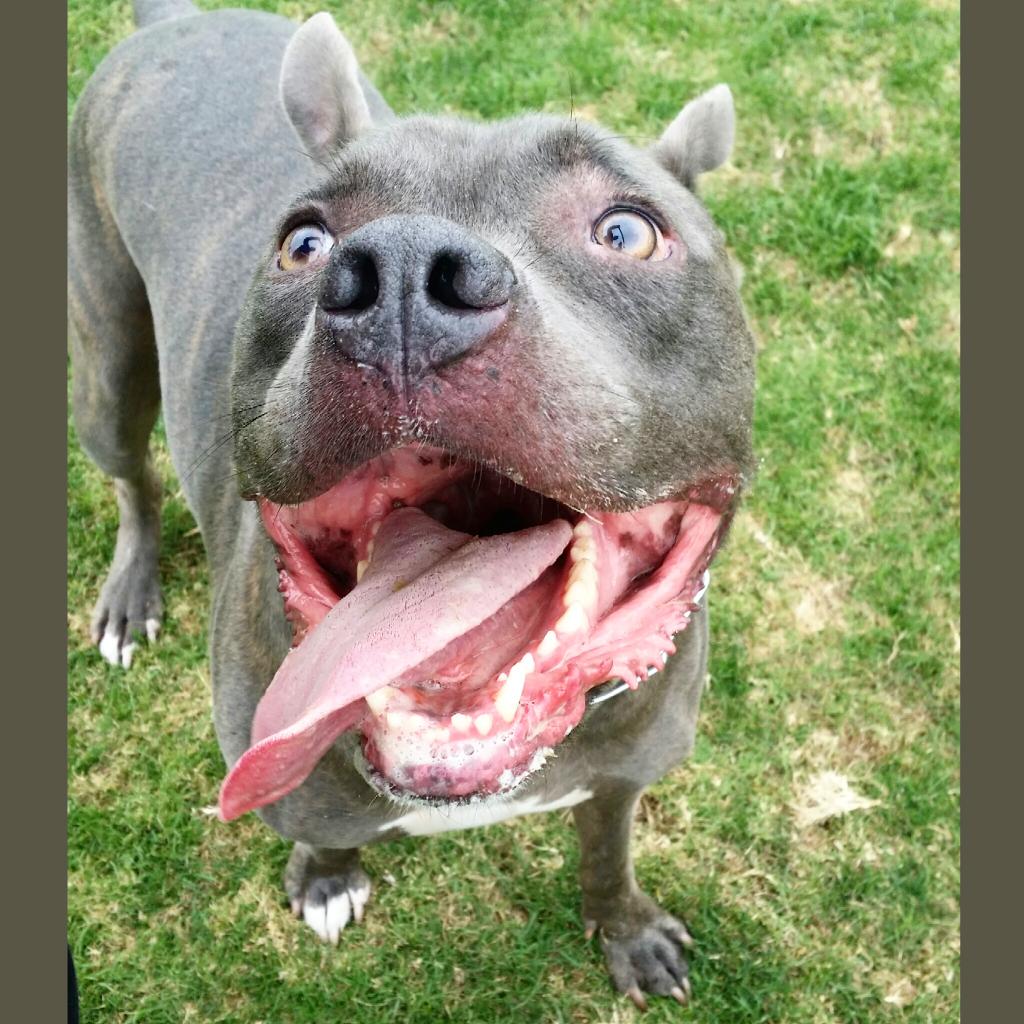 bakapups's tweet photo. When mom comes home w/ rotisserie chicken from Costco #TongueOutTuesday #pitbull #pitbullsofinstagram #dogsoftwitter http://t.co/txCpOK3aQM