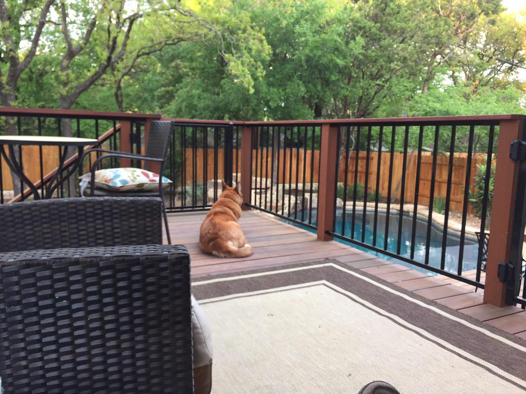 stevewinograd's tweet photo. Winnie likes to hang out on the deck.  Still can hear the girls inside though. http://t.co/tKmCZdav5t