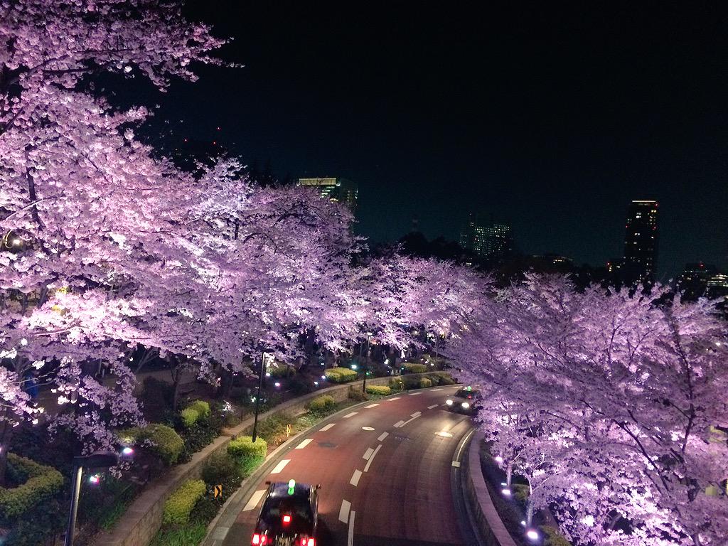 Namiki Yano Twitter પર 妖艶な六本木ミッドタウンの夜桜 青みがかったライトアップで昼の桜並木とは別人のよう Http T Co Pir3pspnnw