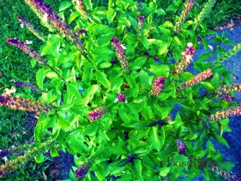 Cinnamon Basil:    In Tip-Top Form