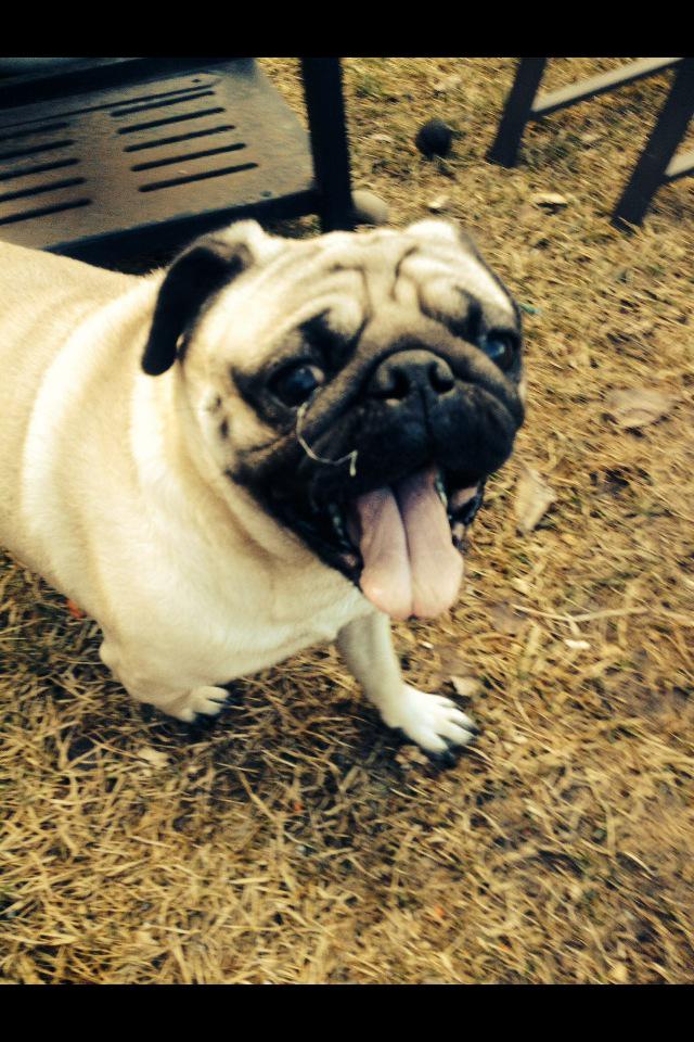 PapithePug's tweet image. Found pug in #yyc today. Please contact #yycpettecovery if you know this pugs family. Please share