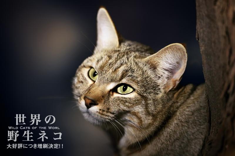 世界の野生ネコ イエネコの祖先のリビアヤマネコ アフリカ北部から中東 西アジアに生息 Dnaなどの解析結果より イエネコの原種といわれている 学研 世界の野生ネコよりhttp T Co Dtbqdjep87 Http T Co Empyfdqbiw Twitter