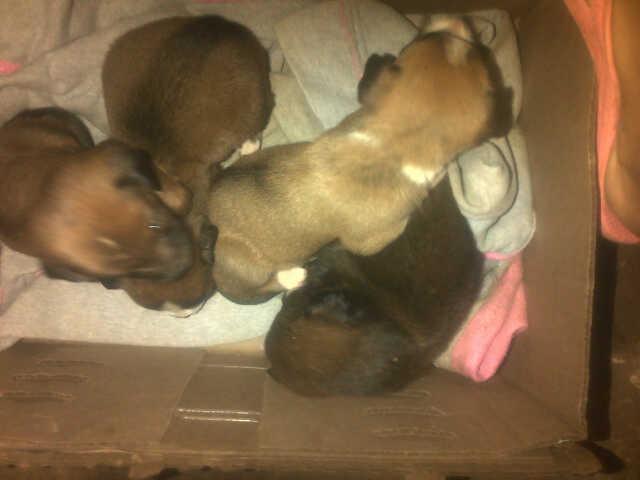 apoyocanino's tweet photo. Da Hogar Temporal a estos bebes su mamá fue envenenada. info@reddeapoyocanino.org http://t.co/wbgXF6OsM0 http://t.co/0wJnjHBpkU