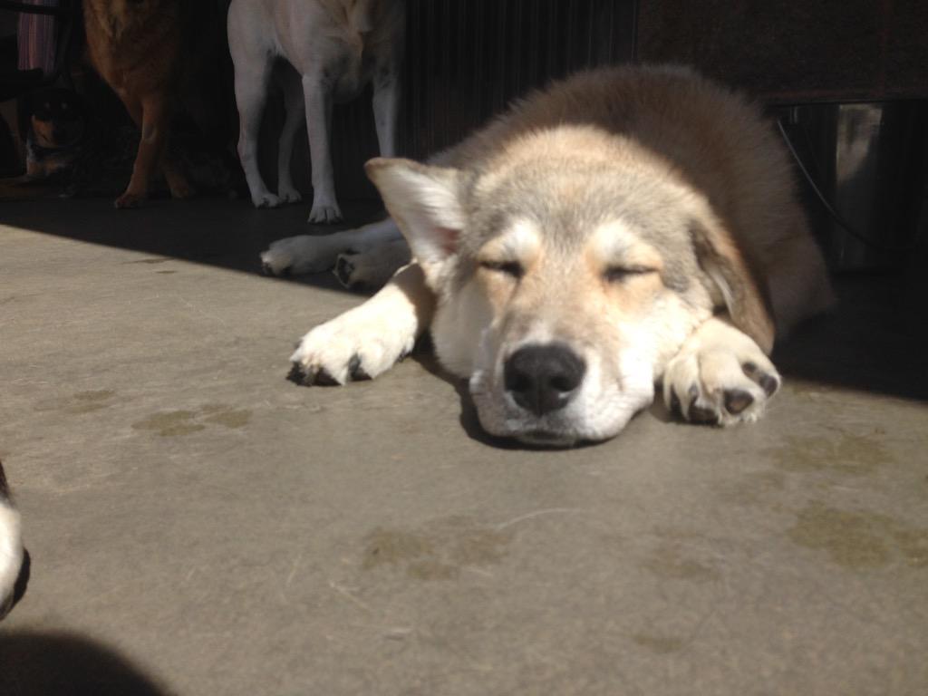 two ponds dog daycare