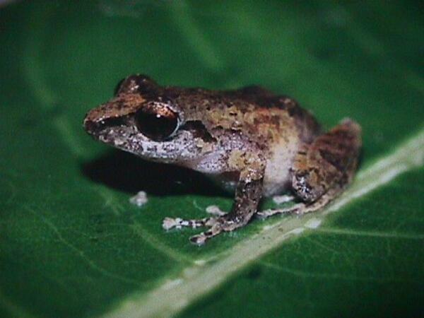 卵焼き オタマジャクシの姿を持たないカエルがいる コヤスガエルという種類は湿地に卵 を産むのだが オタマジャクシになると生きていけない環境にあるため 生まれた時からカエルの姿である Http T Co 8lmrluuini