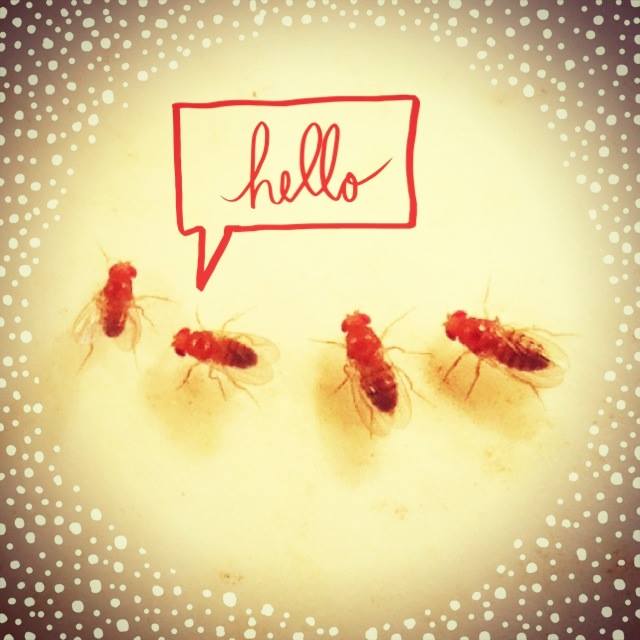 JagaLab_OSU's tweet image. Hello world