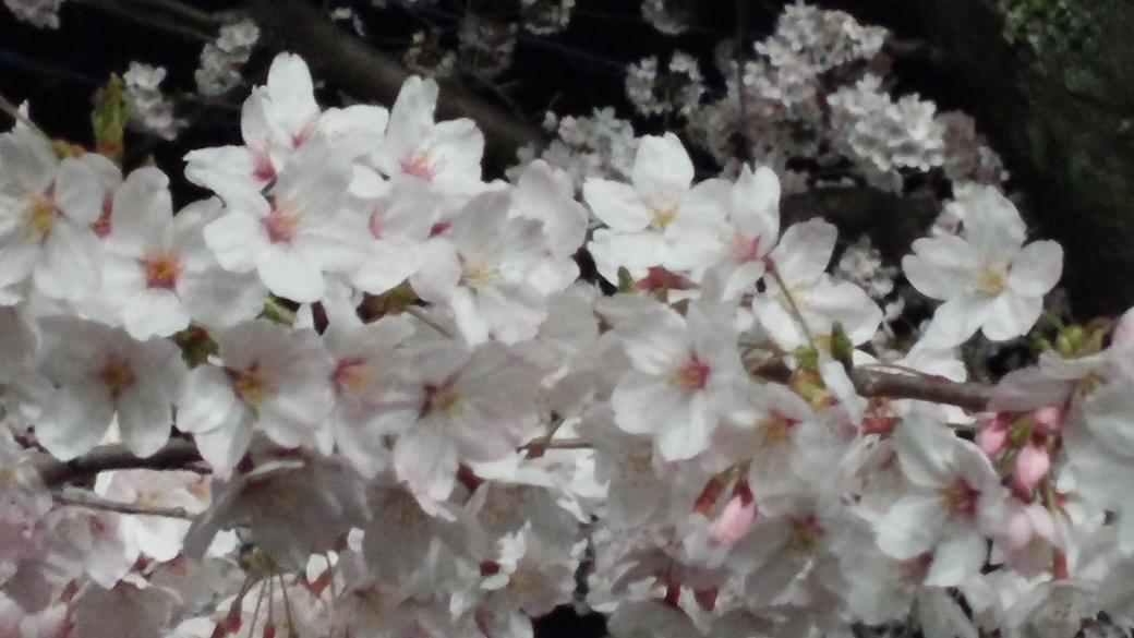 デクの棒 Woodendolldq Twitter